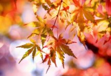 Herbst-Angebote am Montag